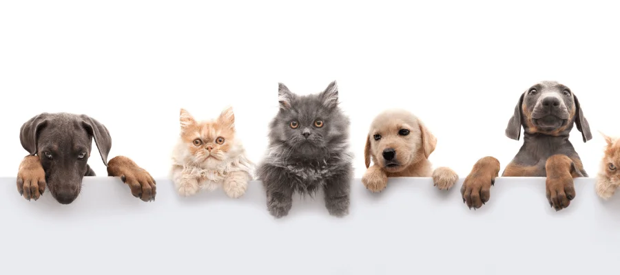 pet supply retailing corporation, located in the US